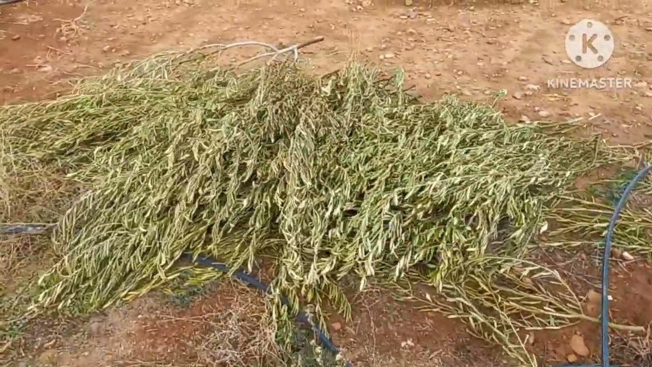 Buttes en bottes de paille .culture en lasagnes janvier 2023. #Permaculturemaroc.#permaculture