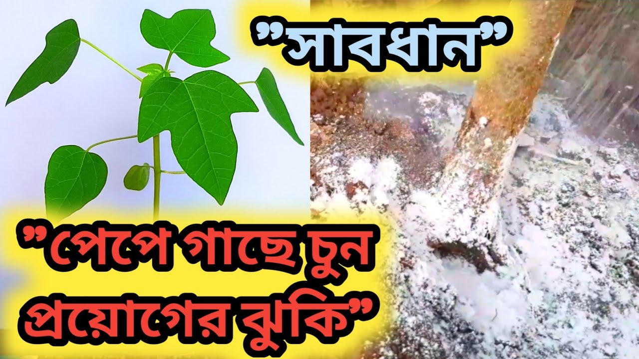 পেপে গাছে চুন প্রয়োগ। Pepe gache chun proyug 2026