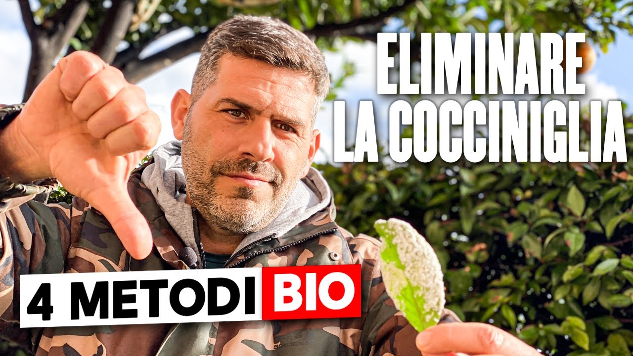 Cocciniglia: 3+1 SOLUZIONI BIO  per SCONFIGGERLA facilmente !!!