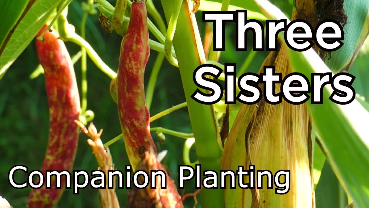 THREE SISTERS - Native American Companion Planting - Start To Finish