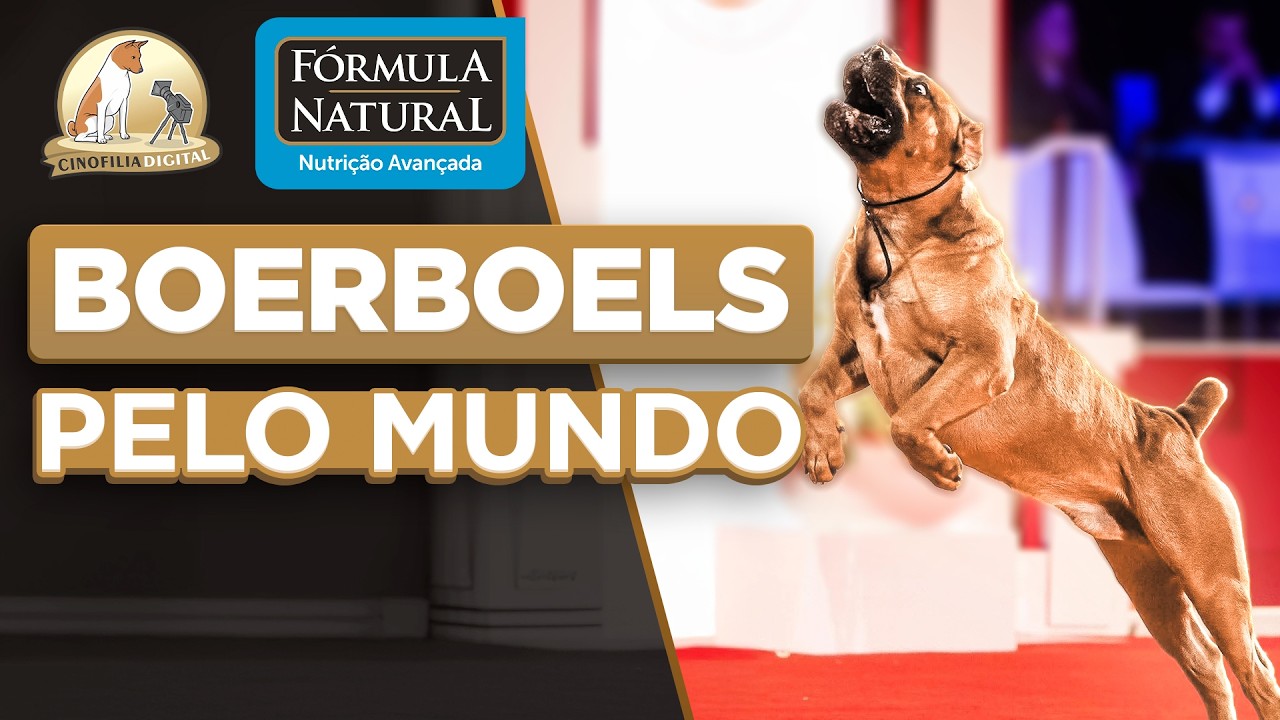 Boerboel Ideal | Cinofilia Digital
