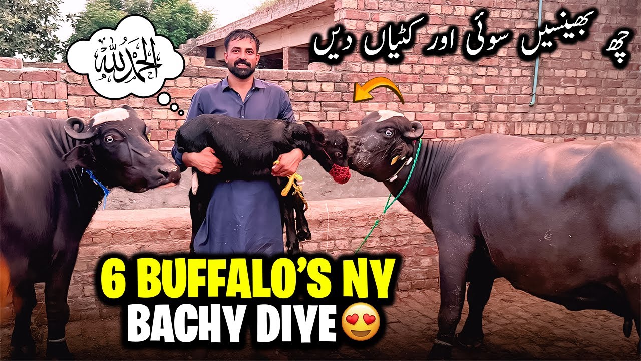 Alhumdulillah Aj Buffalo's ny Khush Kar Diya ❤️🐃 | چھ بھینسیں سوئی اور بھینسوں نے کٹیاں دیں