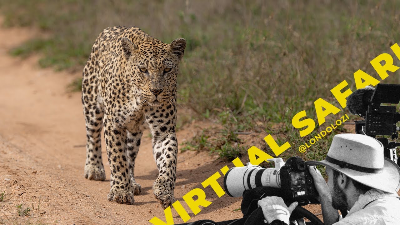 Why Would A Leopard Do That? The Return Of The Mashaba Female! Virtual Safari # 190