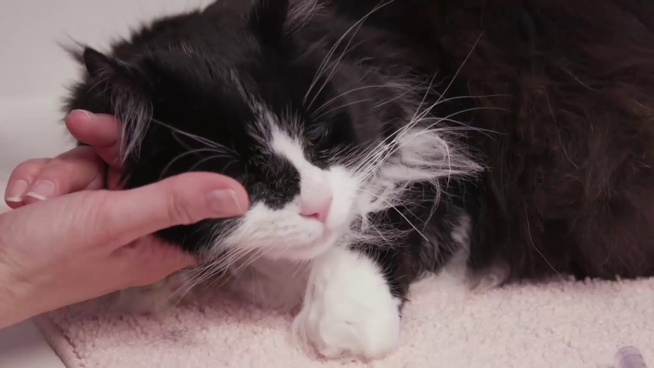 How to give a pill to a cat