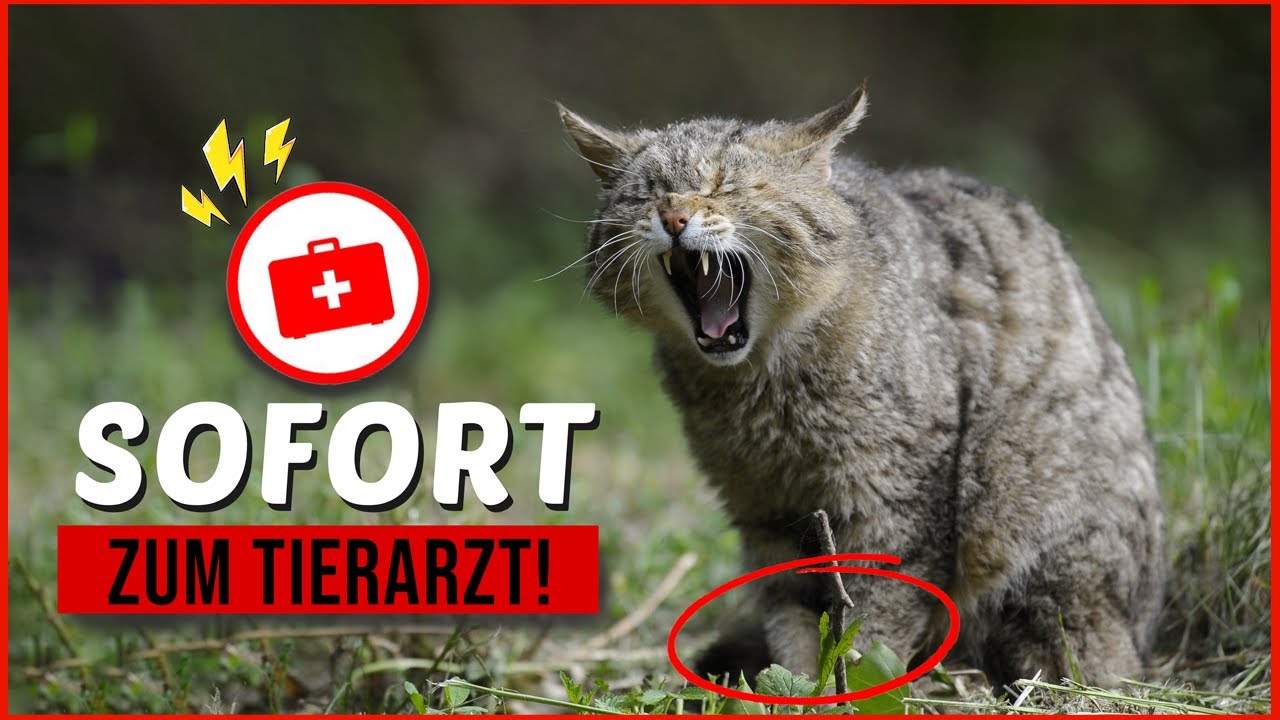 geht es meiner Katze schlecht? / 18 Warnzeichen die Katzenbesitzer ernst nehmen m&uuml;ssen / Katzenfakt