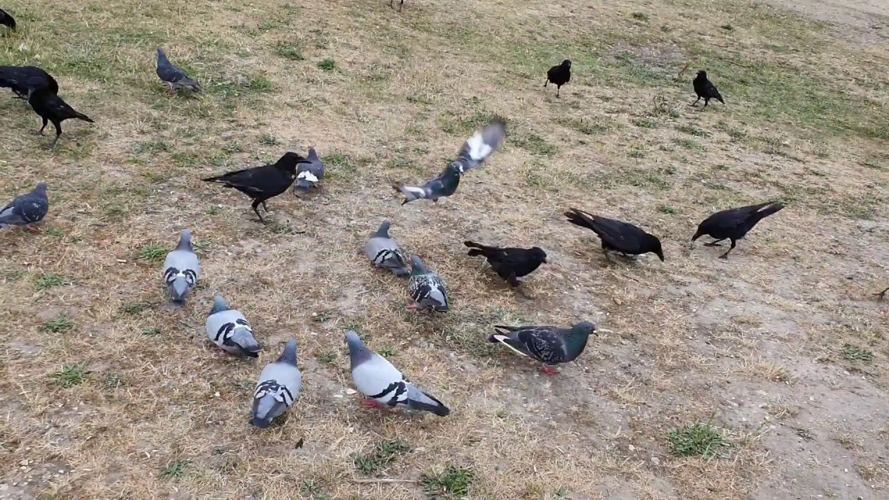 How to get away with (a) murder - leading crows off the path!