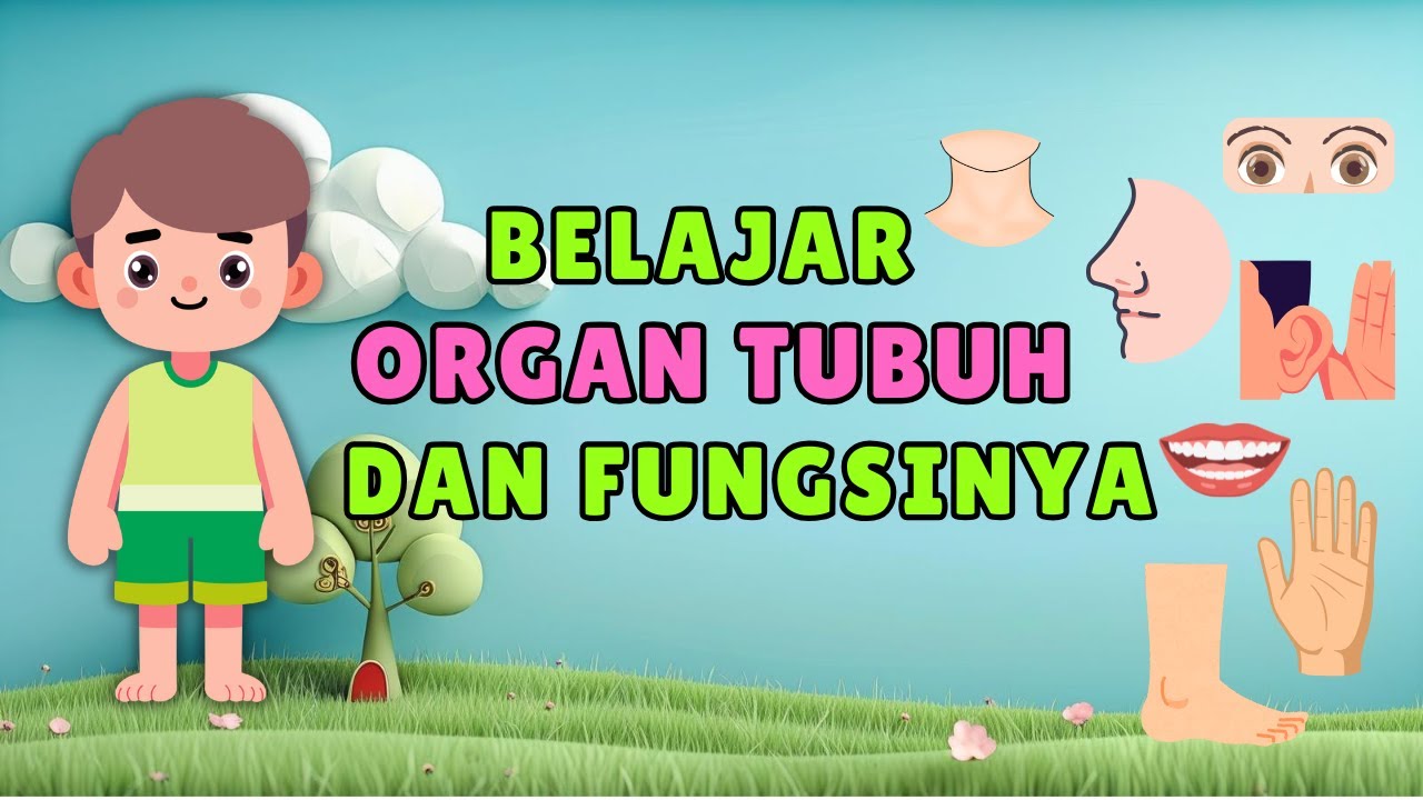 BELAJAR ORGAN TUBUH DAN FUNGSINYA | Bahasa Indonesia | Balita dan PAUD | Animasi 3D