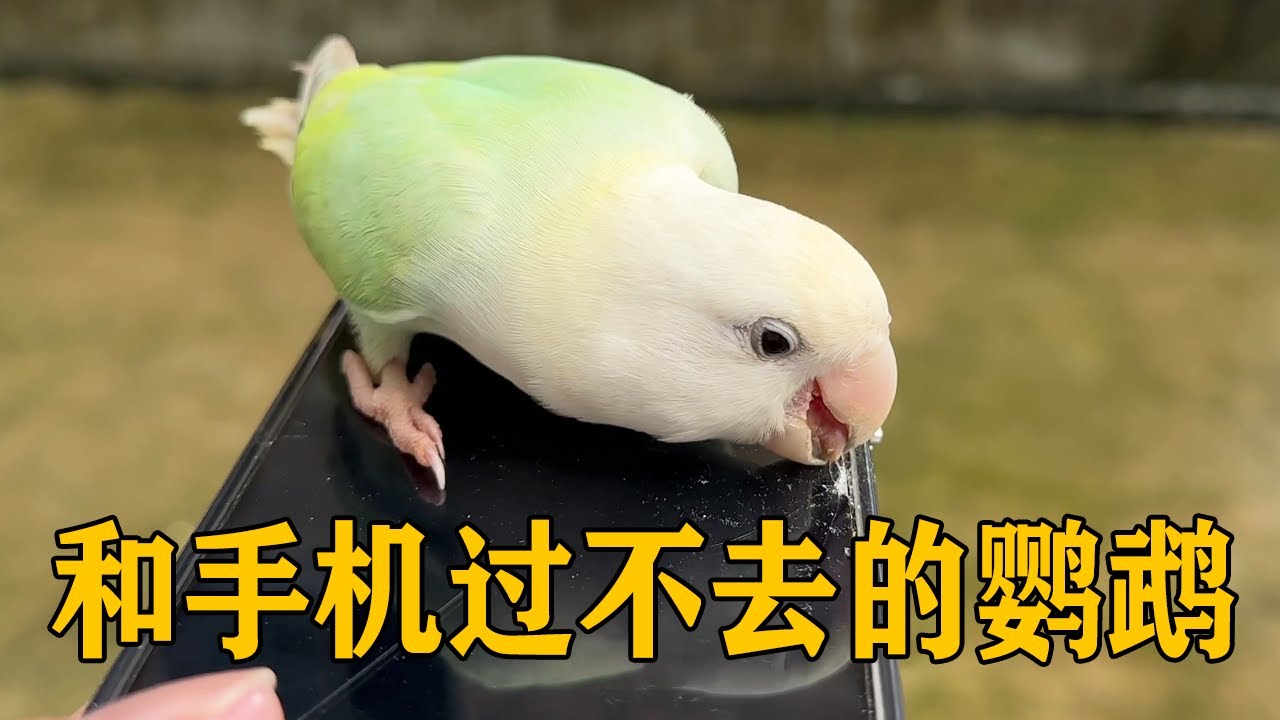 牡丹鹦鹉饿久了，竟然要把手机啃得坑坑洼洼，这鸟真的不能要了【叁伍萌宠】