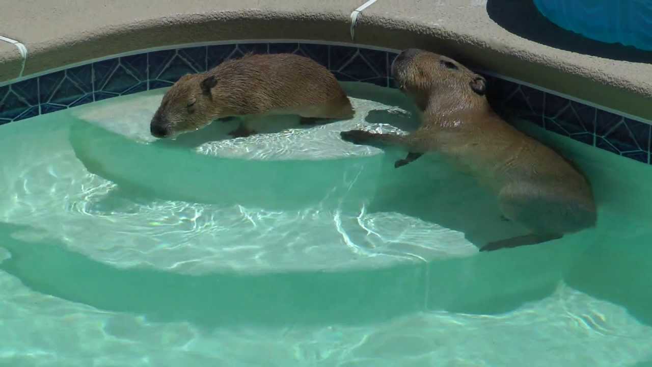 Capybaras Romeo and Tuff'n Play in Pool カピバラロメオはプールで遊ん