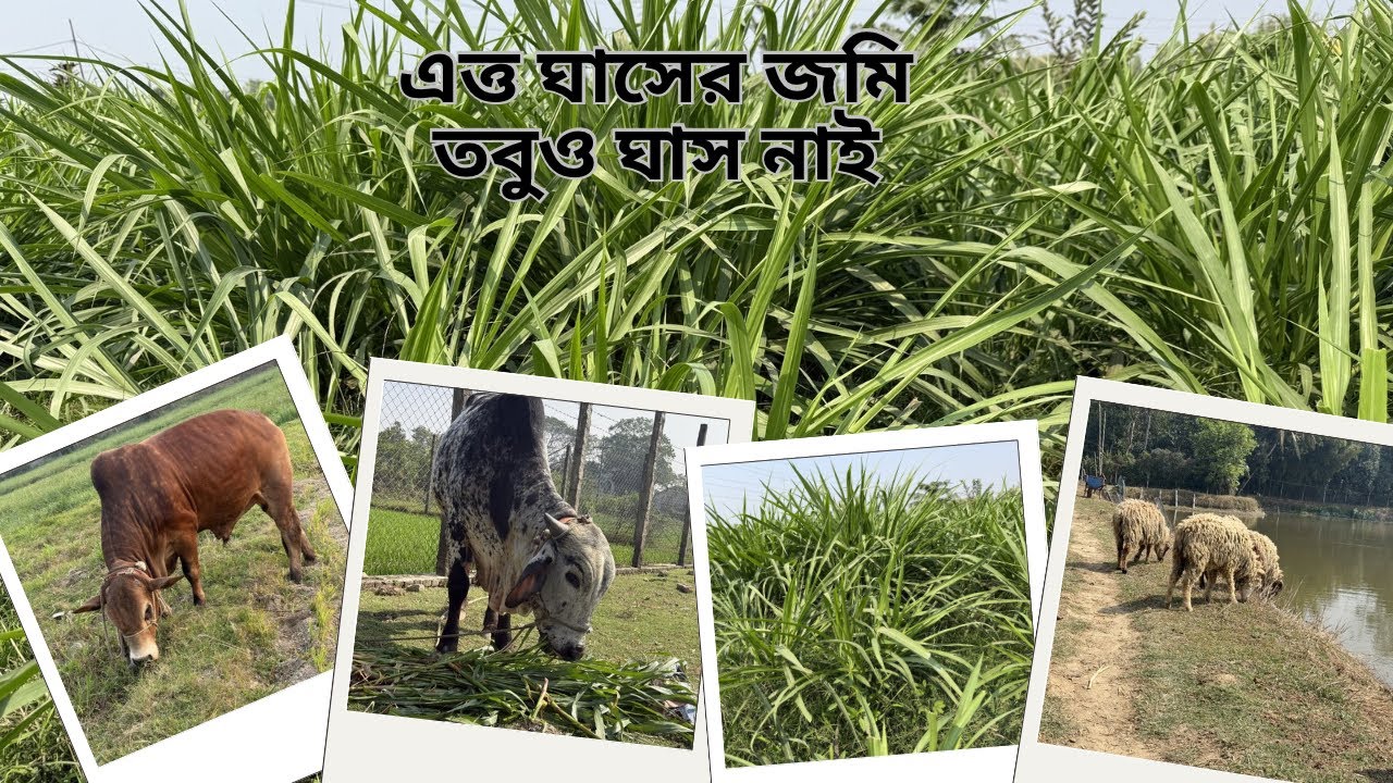 এত্ত ঘাসের জমি তবুও গরুর জন্য ঘাস নাই☹️🤦‍♀️