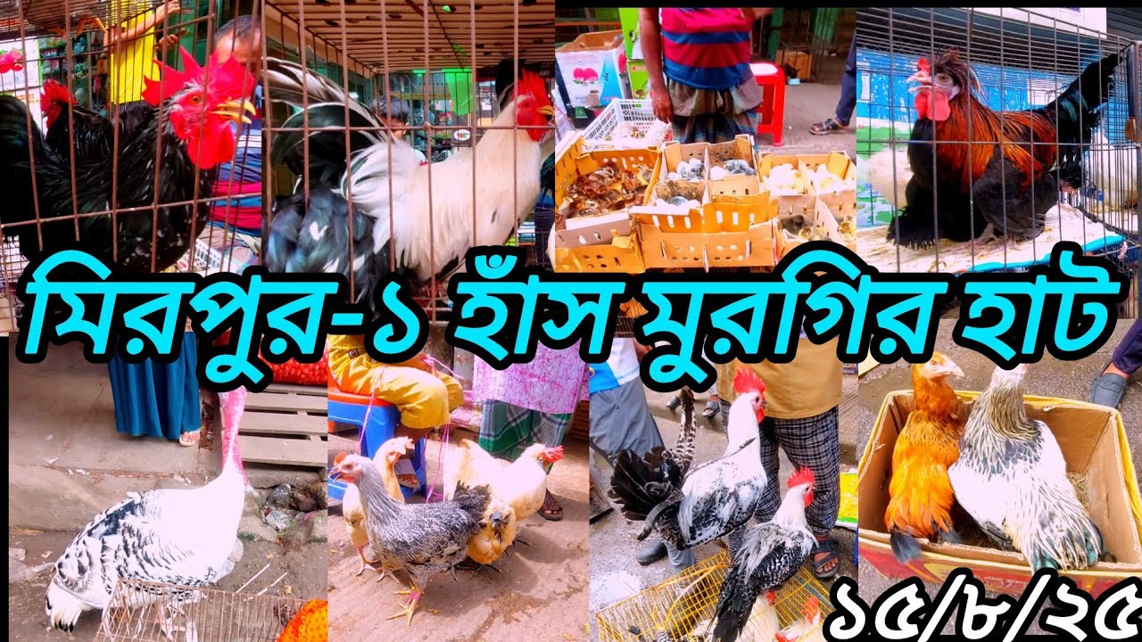 মিরপুর ১ নাম্বার হাঁস মুরগির হাট। হাটে বিশাল এক টার্কি মুরগি উঠেছে। কেন মানুষ মুরগি কিনে না। mirpur