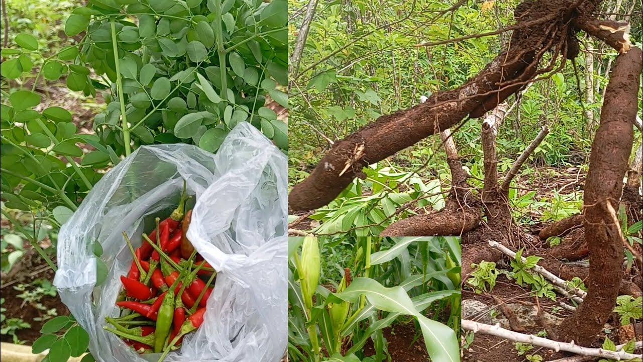 Memanen sayur-sayuran: daun kelor, cabe, dan ubi kayu di kebun