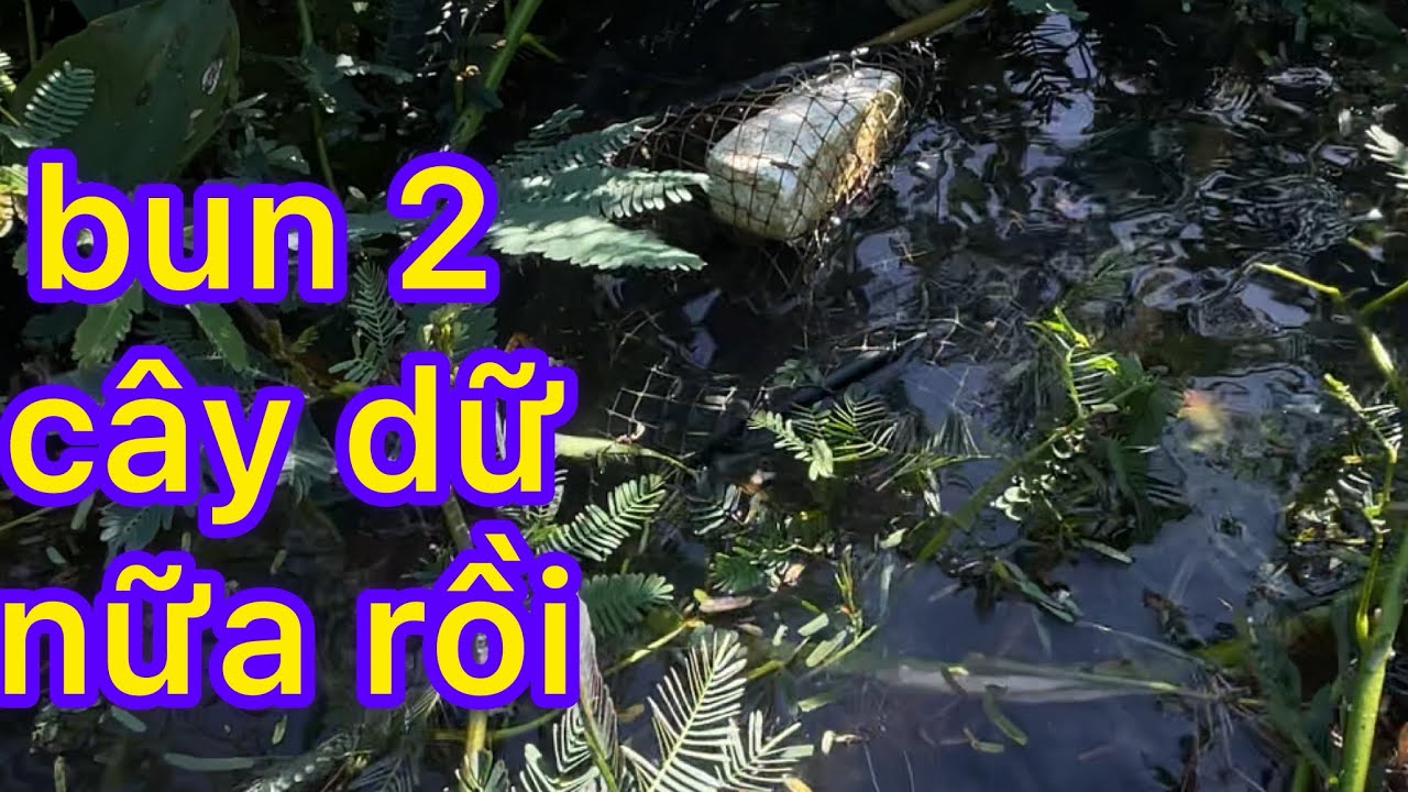 nghĩ đi đám cưới 2 ngày,về thăm luồng lờ 26 cái chạy 1 nữa. còn cỡ này