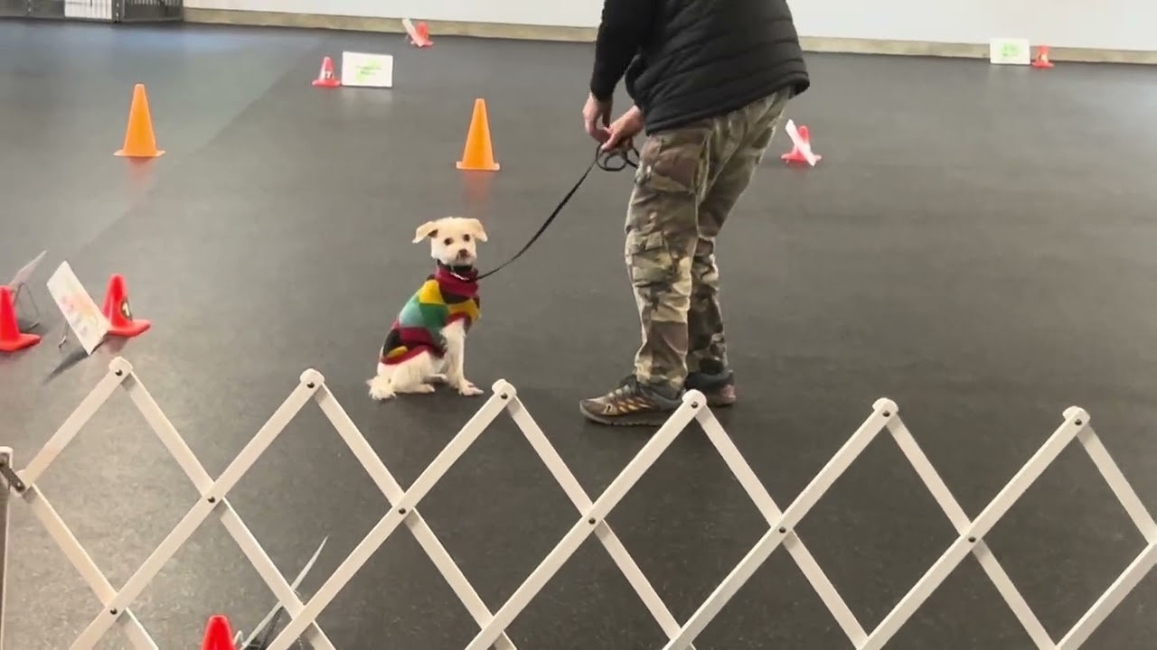 Biscuit March 13/26 Second Rally Novice Leg