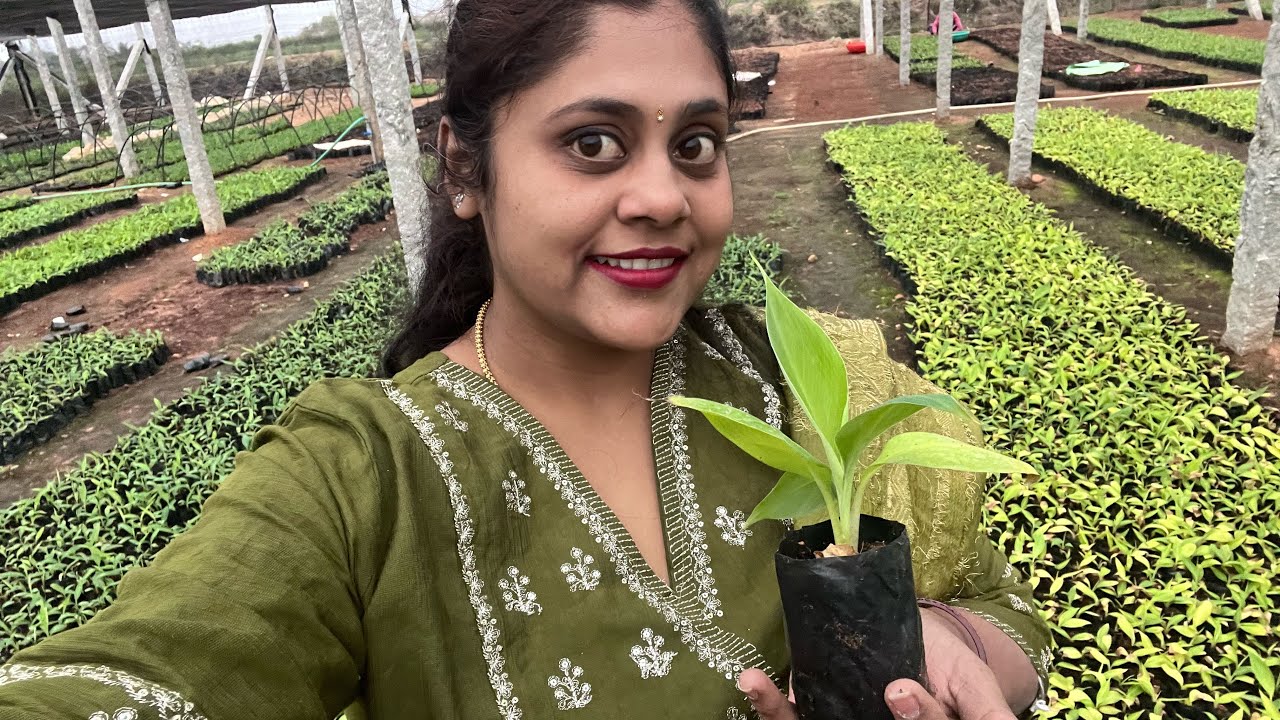 Banana nursery in Hosur #insta #food #trending #travel #farm#farmer #farm #farmlife #banana #nursery