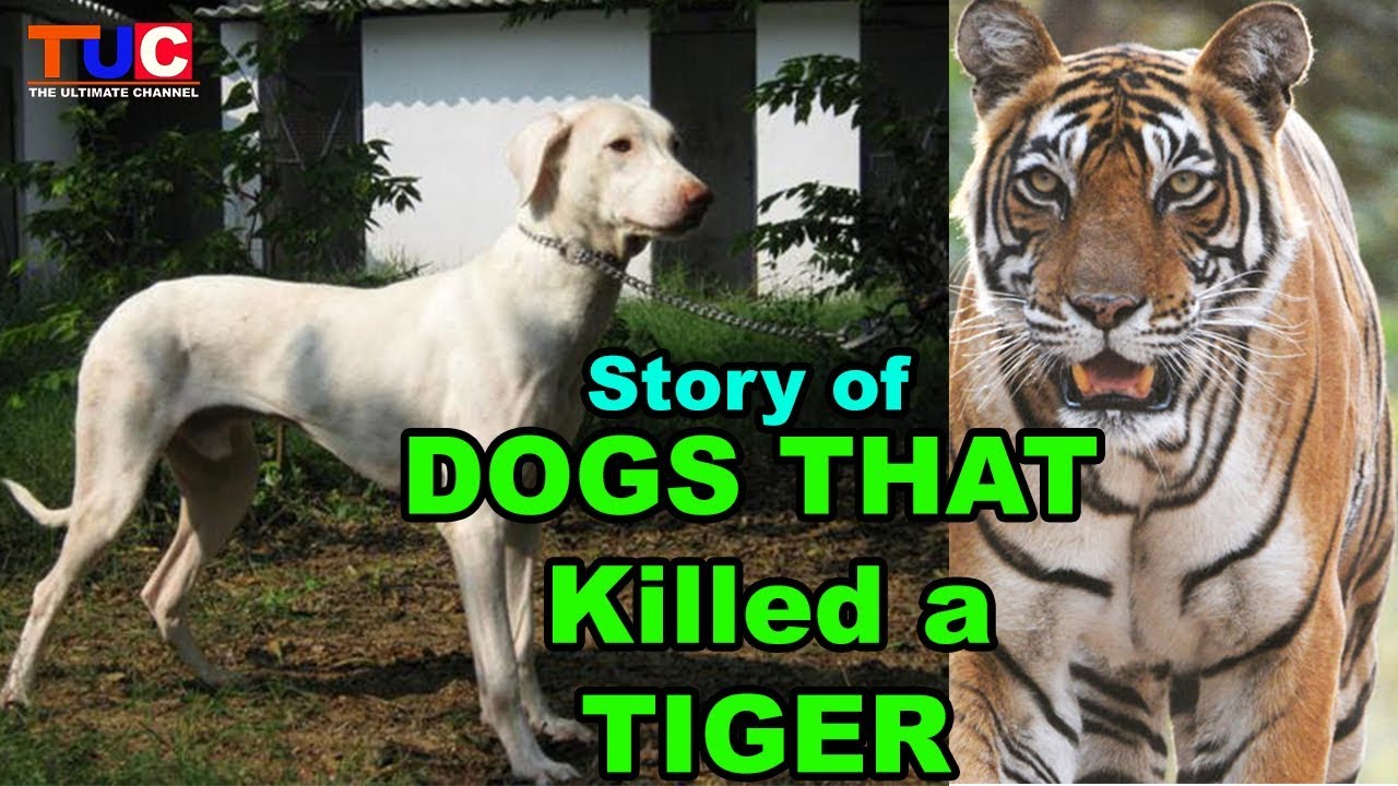 Dogs That Killed a TIGER!! : Rajapalayam Dog : TUC