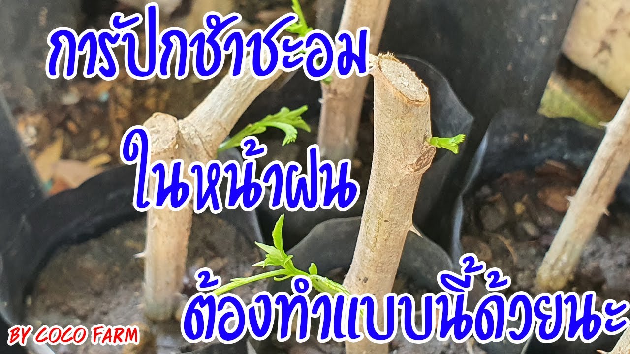 การปักชำกิ่งชะอมในหน้าฝน ต้องทำแบบนี้ด้วยนะ กิ่งติดเกือบ 100 %