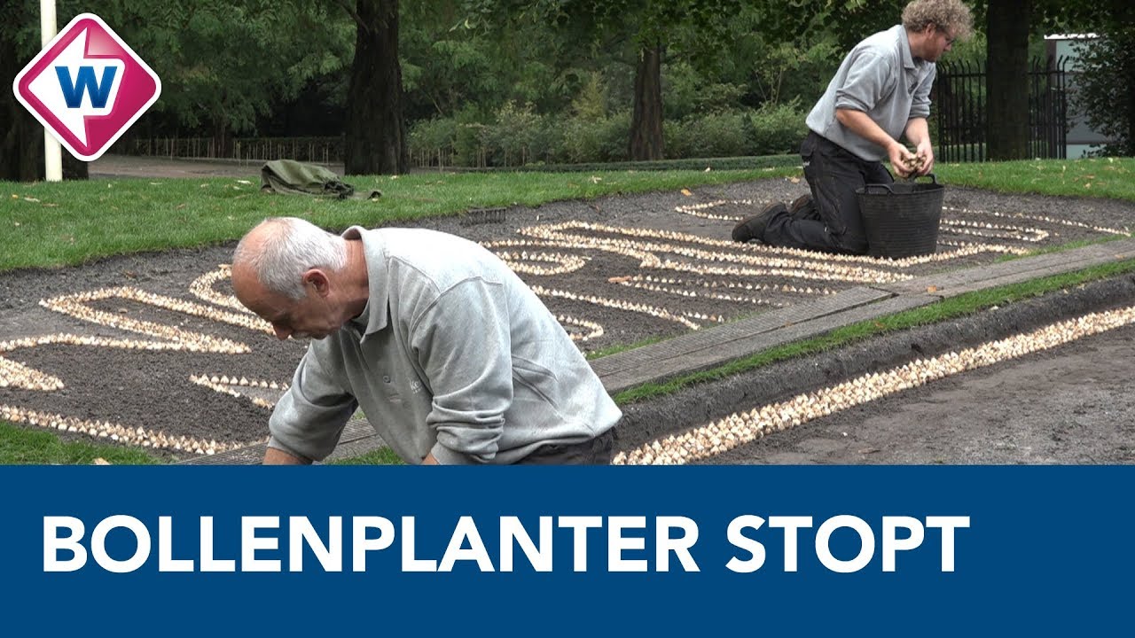 Bollenplanter Keukenhof na 34 jaar met pensioen, zijn zoon neemt stokje over – OMROEP WEST