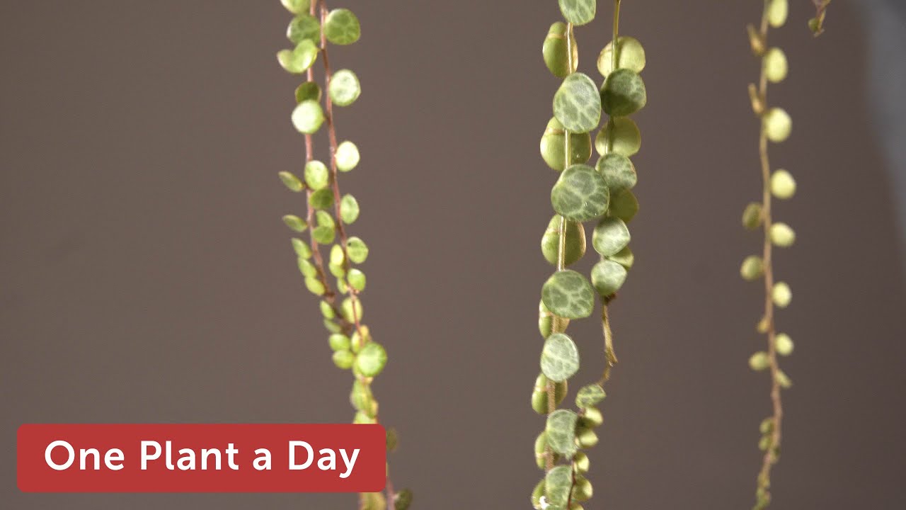 Peperomia prostrata (String of Turtles) Houseplant Care &mdash; 283 of 365