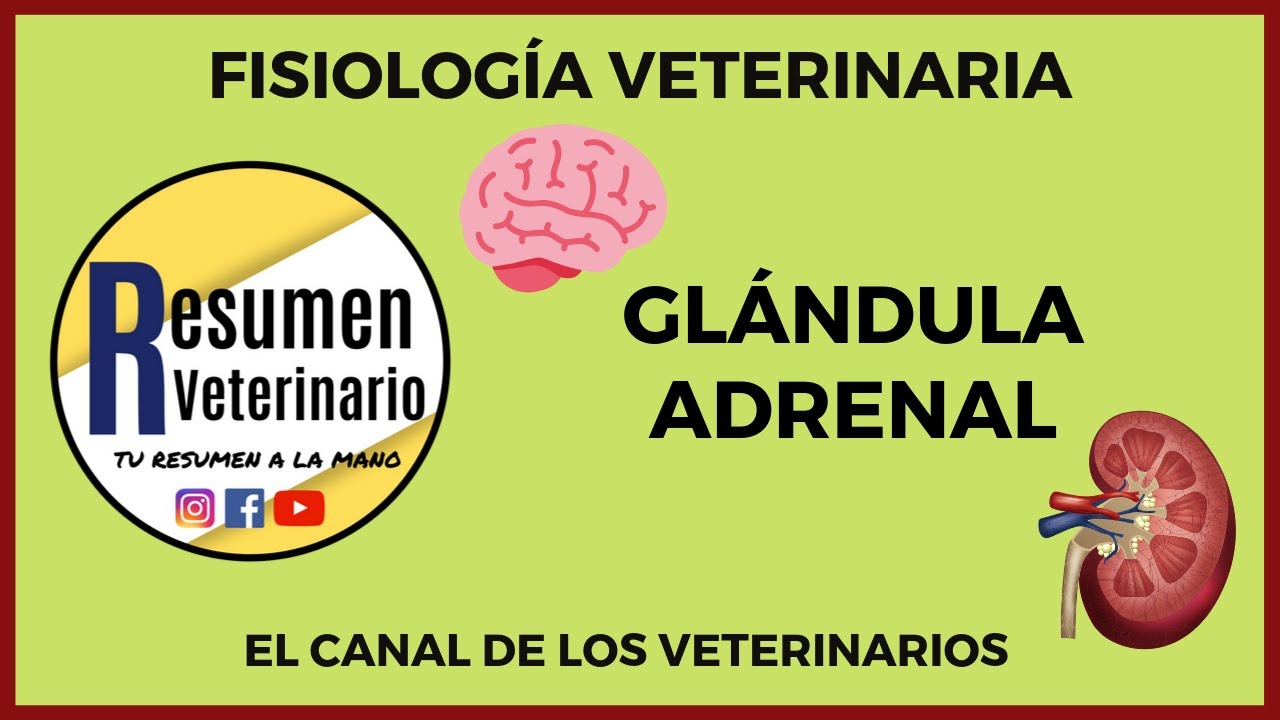 FISIOLOGÍA VETERINARIA - GLÁNDULA ADRENAL (PARTE 1)