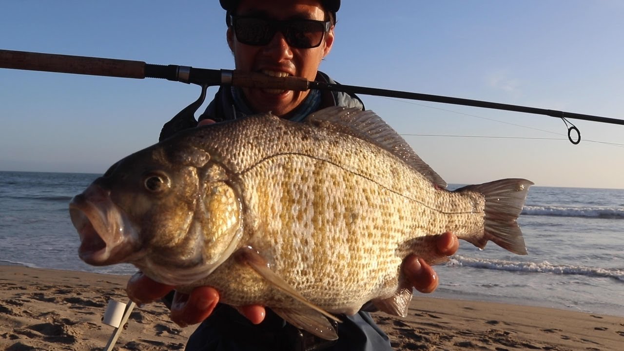 THE BEST TIME to go SURF FISHING (GIGANTIC FISH)