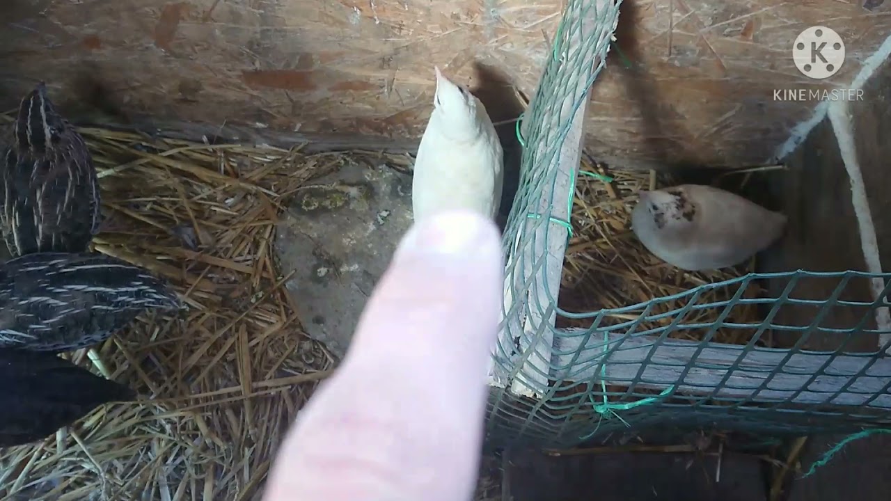 Nowe przepiórki texas