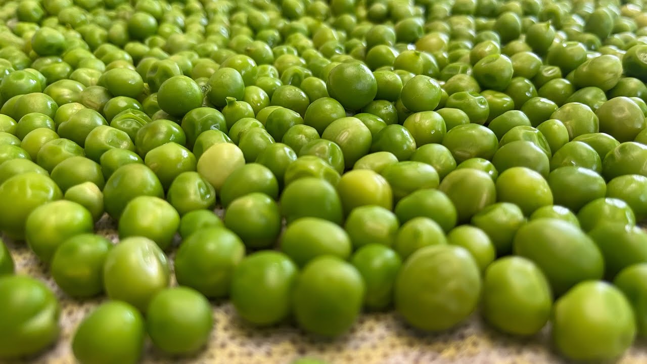 Vibrant Green Peas All Year Round: The Perfect Blanching & Freezing Technique!