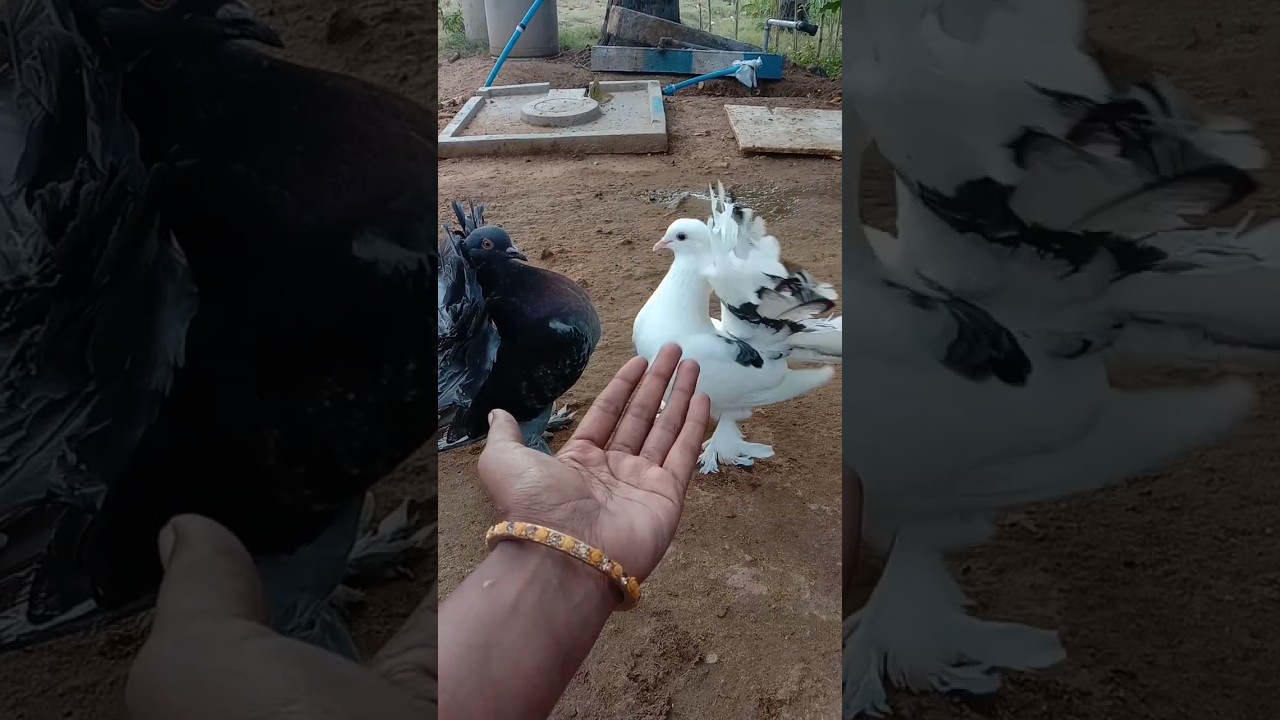 😂💥playing with mayil pura/playing with fantail pigeon 🐦#pigeons /subscribe