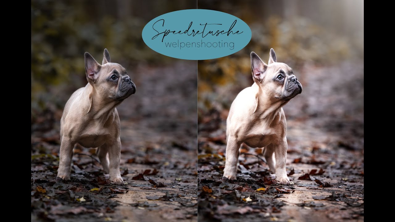 Speedretusche Welpenshooting / m.leber_photography