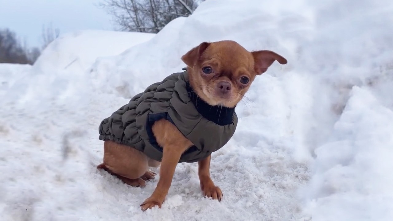 Abandoned and Heartbroken Dog Finds Healing and Love After a Powerful Rescue Journey