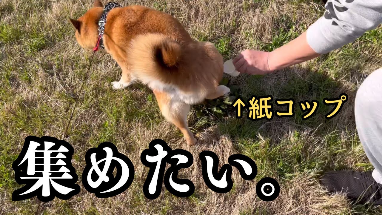 【大騒動】柴犬の尿検査の為、必死で集めてみました。