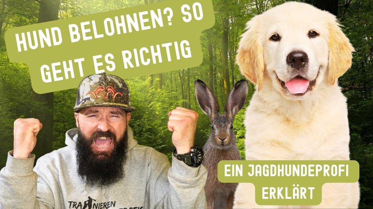 Hund belohnen, so geht es richtig! Ein Jagdhundeprofi erklärt welche Fehler du vermeiden musst !