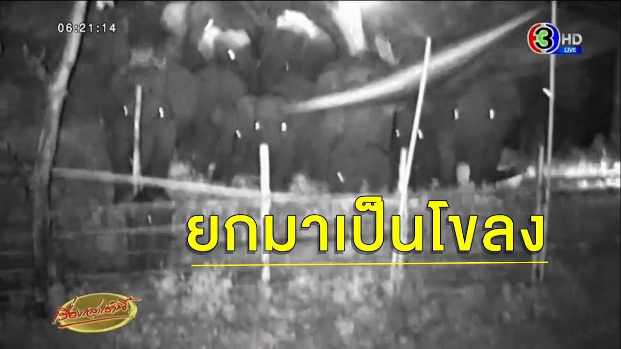 ลูกช้างหลงป่าห้วยขาแข้ง แม่มารับกลับโขลงแล้ว 3 รอบ แต่ยังไม่ยอมกลับ