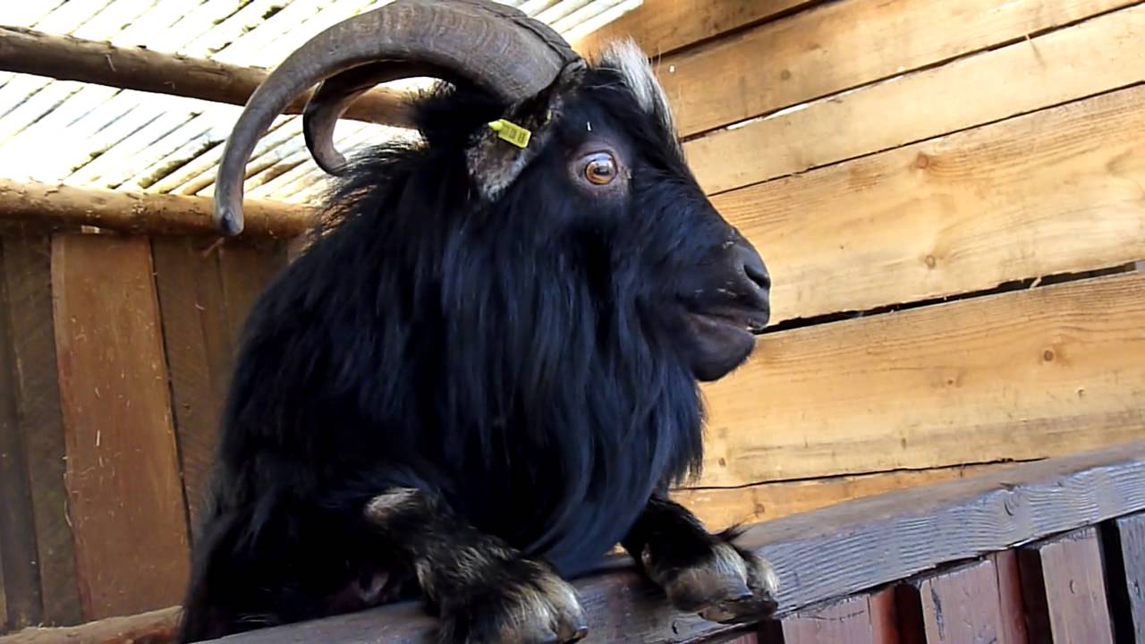 Saugeiler Ziegenbock