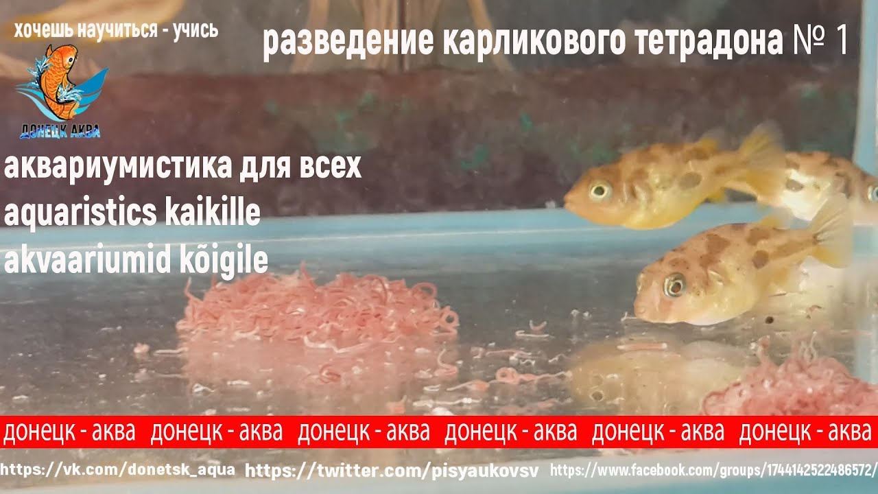 разведение тетрадона 1, Carinotetraodon travancoricus, kuidas tõusta, miten kasvattaa, akvaarioissa