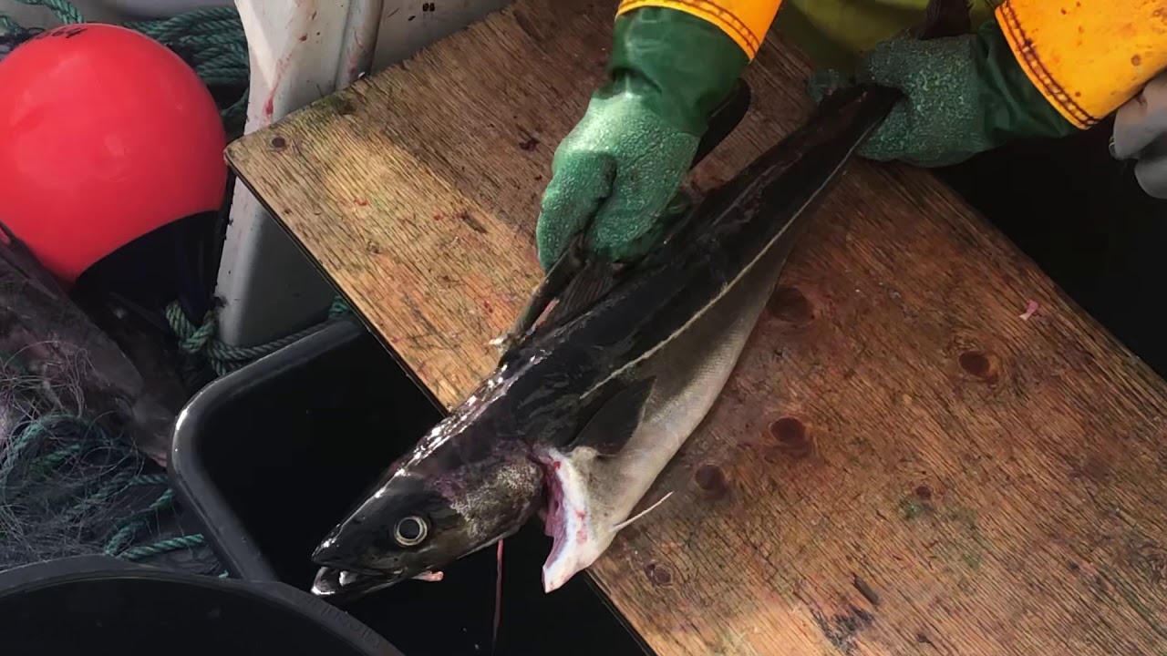 Hvordan filetere fisk, skinn og beinfri