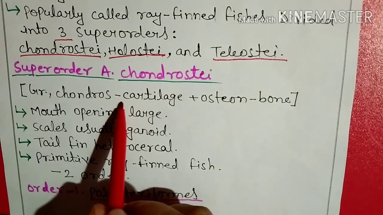 Class osteichthyes classification in Hindi2