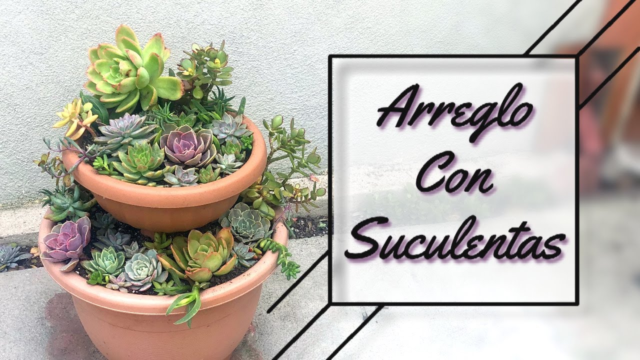 Arreglo de suculentas | Usando las Suculentas propagadas