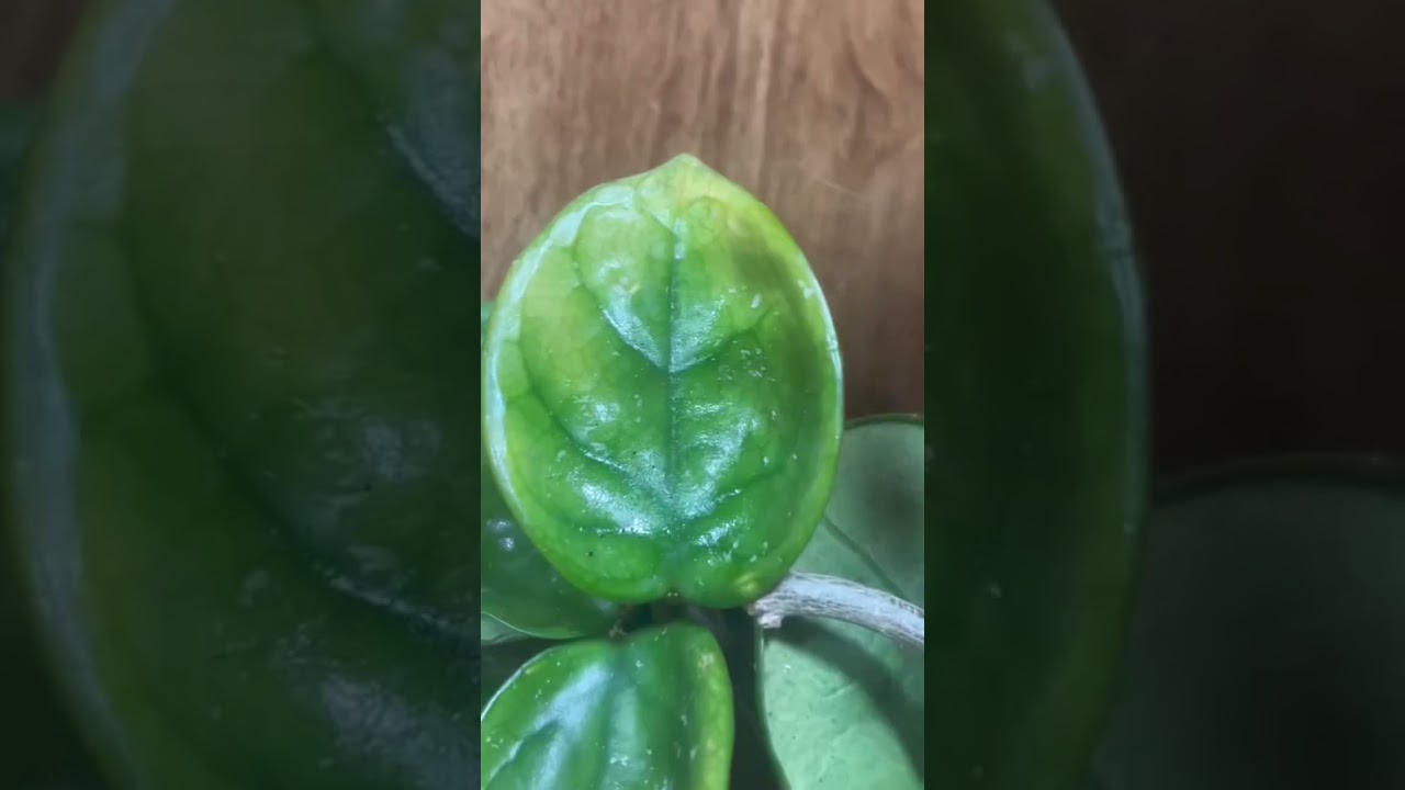 worried about those spider mites!!! #plants #plantshorts #plantbased