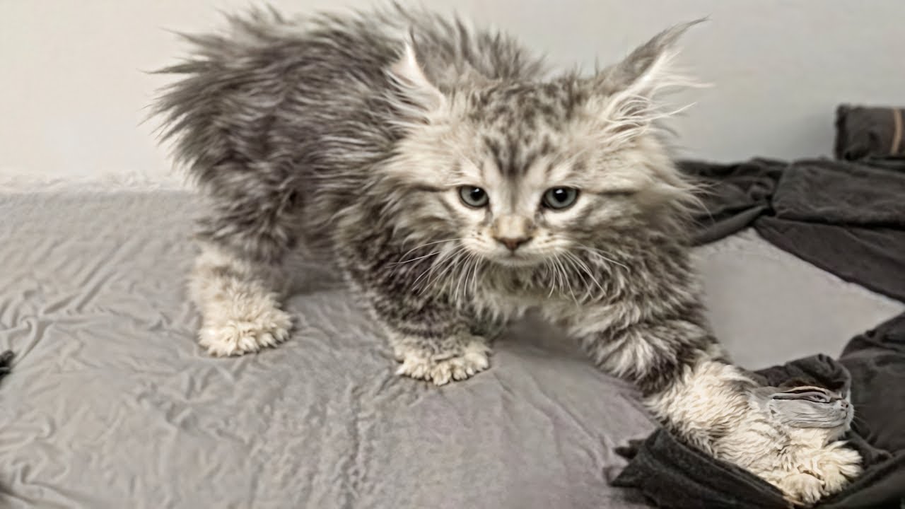 CATS: Wild Antics and Crazy Moves