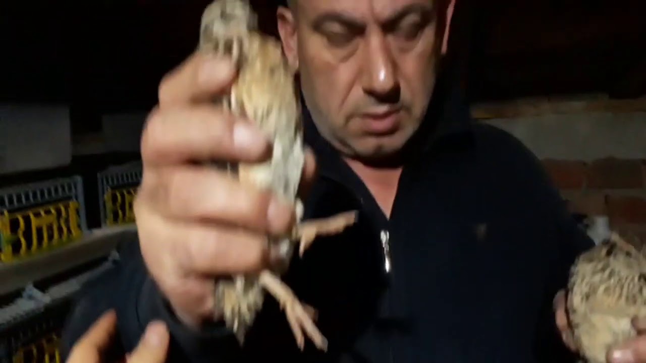 Различия между самцами и самками перепелов ОЧЕНЬ ЯВНЫЕ