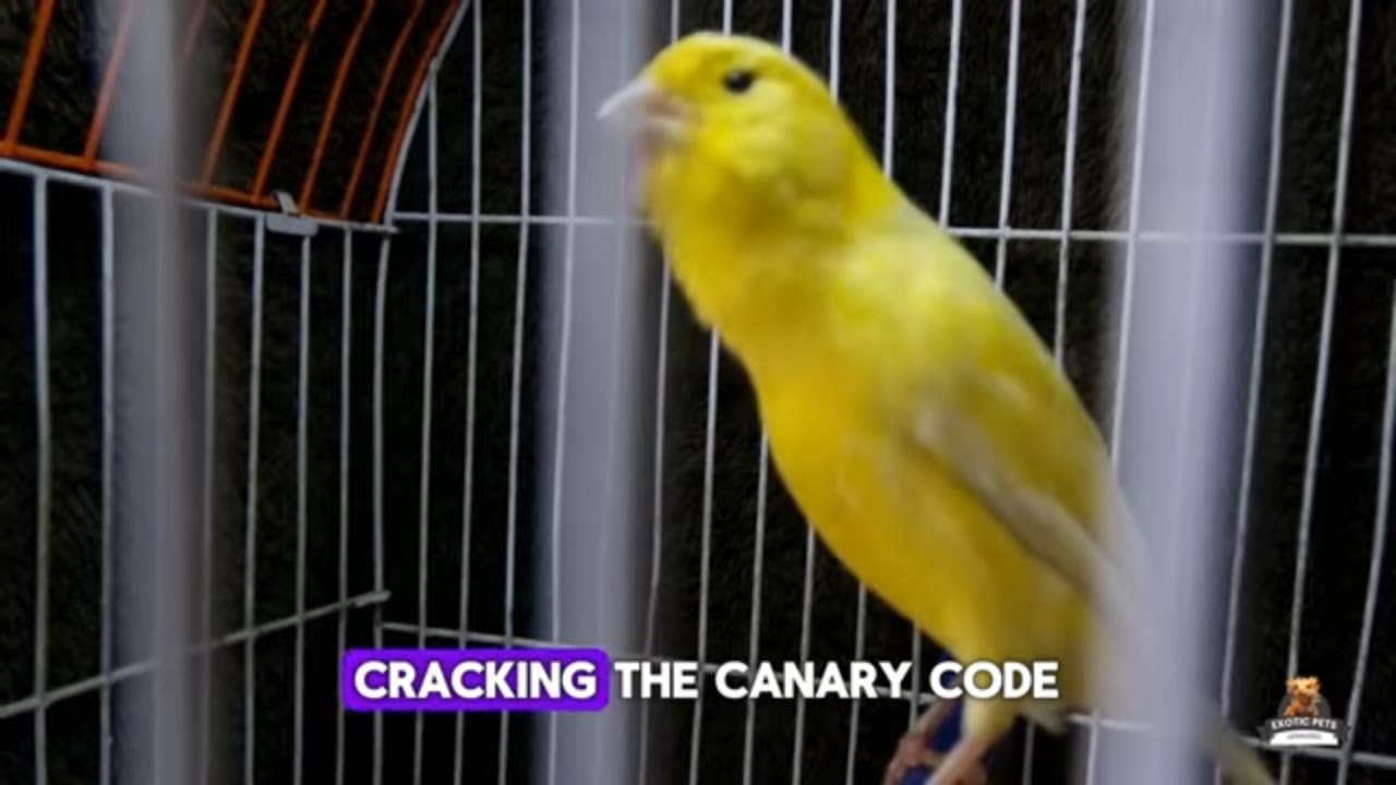 Canary Care: Avoid This Common Mistake!