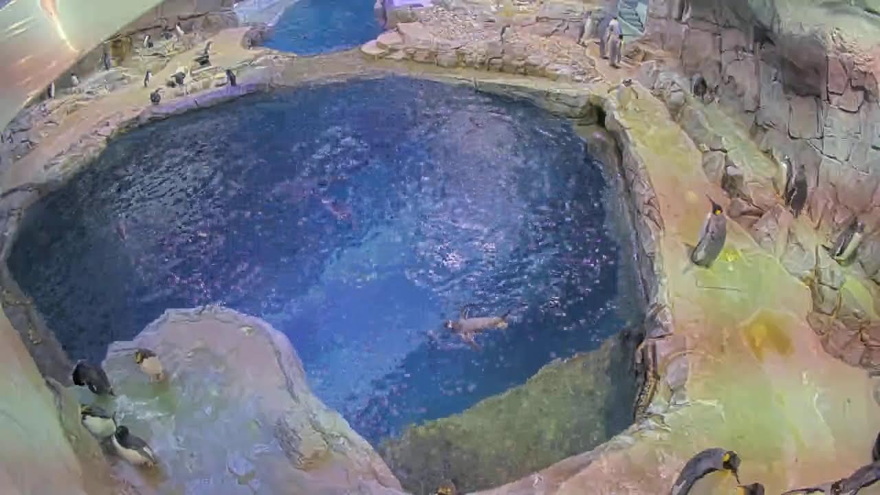 Penguins Live
