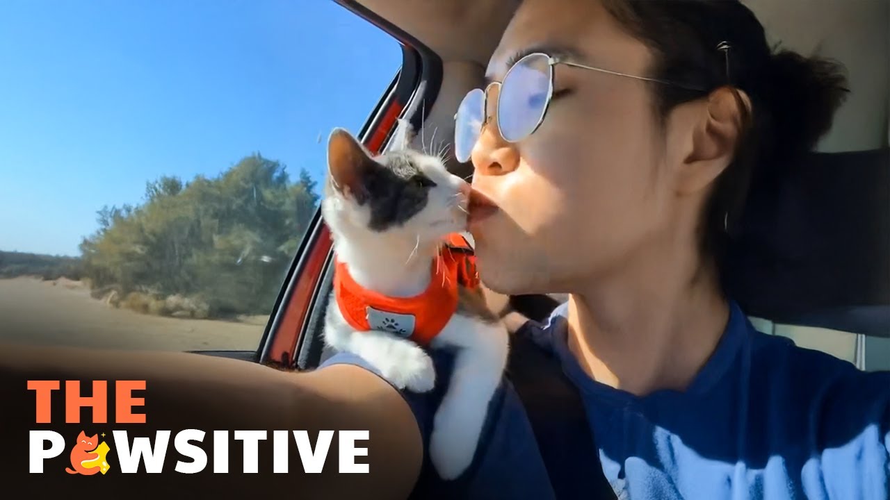 This Cat Goes EVERYWHERE with His Dad 🐱❤️ | The Pawsitive