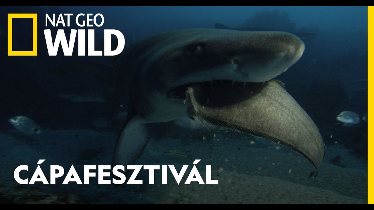 Az óriáscápák titka | Nat Geo Wild