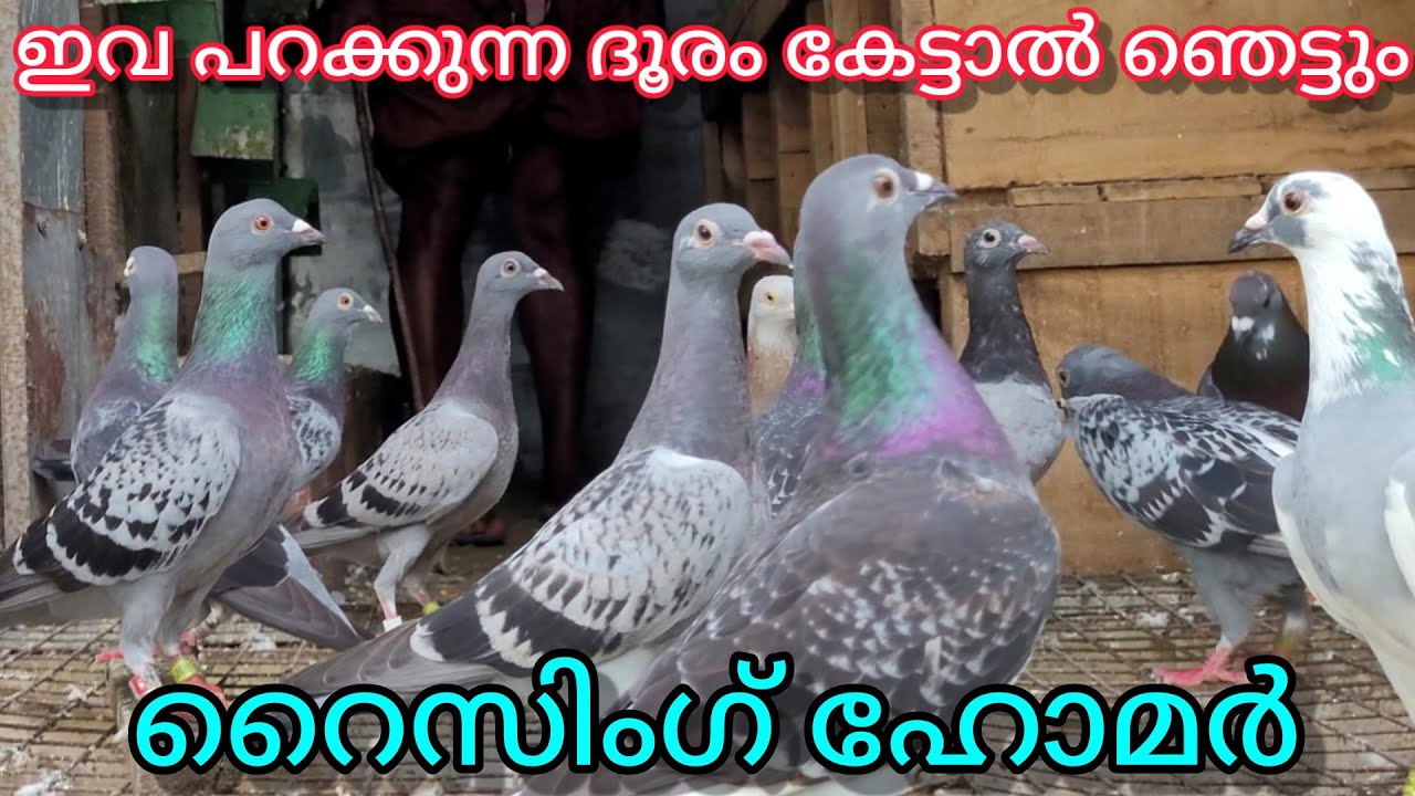 ഇത്രയും ദൂരം പറക്കാൻ കഴിയുന്ന പറവകൾ ഉണ്ടോ, ഇവ പറക്കുന്ന ദൂരം കേട്ടാൽ നിങ്ങൾ ഞെട്ടും. racinghomer
