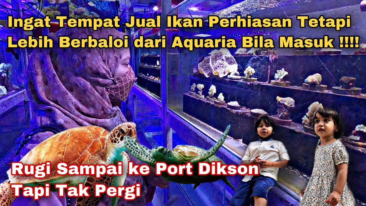 Percuma Tapi Berbaloi !!! Pusat Ikan Hiasan Port Dikson