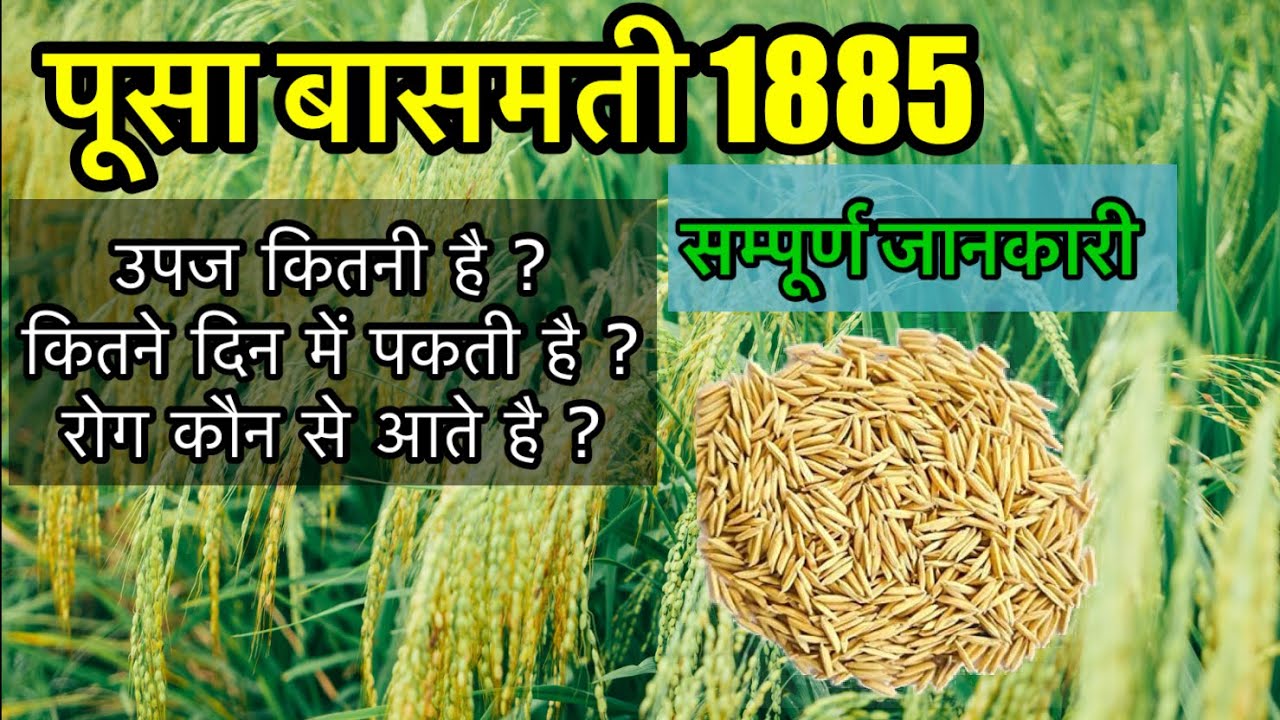 Pusa basmati 1885 variety | सम्पूर्ण जानकारी | 1885 paddy variety details