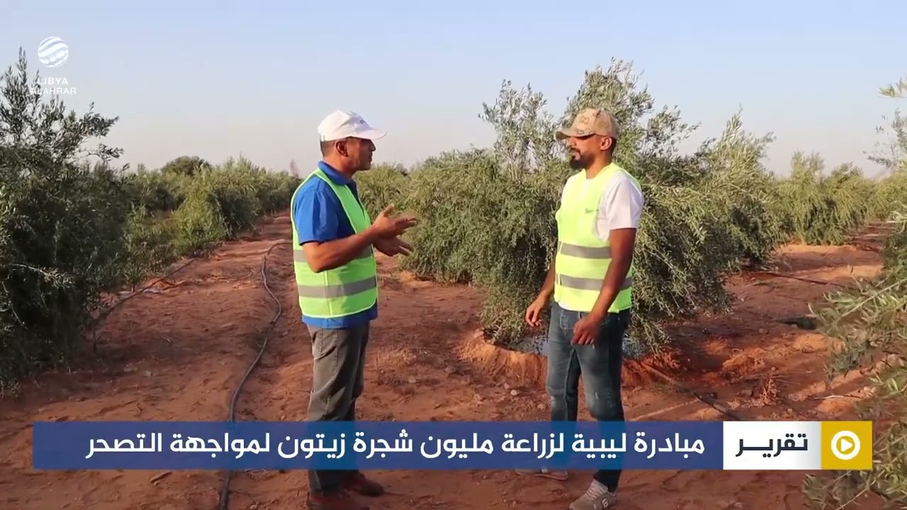 مبادرة ليبية لزراعة مليون شجرة زيتون لمواجهة التصحر