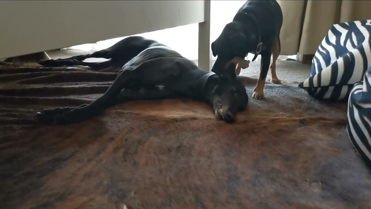Greyhound As Pet | Dog Adoption | Retired Racer & Stray Dog 2021 Summer